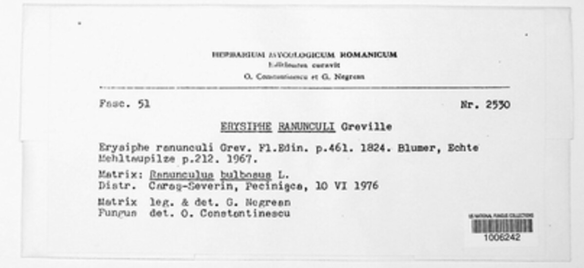 Erysiphe aquilegiae image